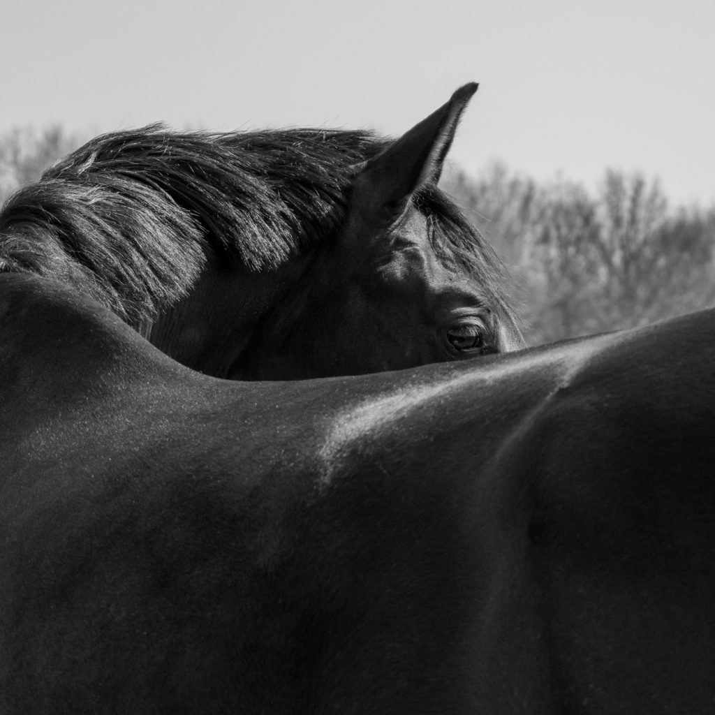 pexels fernengel 7529796