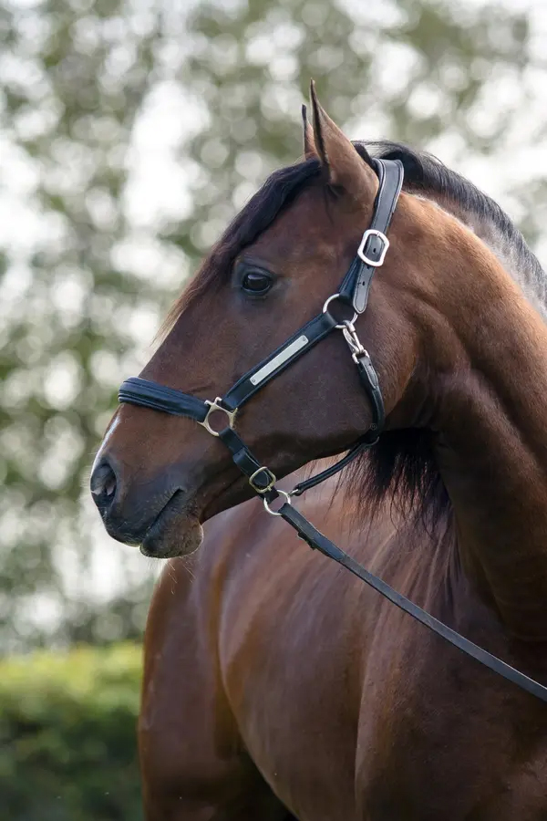 accueil 3 cheval de lusitan 49973525