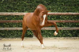Cheval Lusitanien brun en mouvement