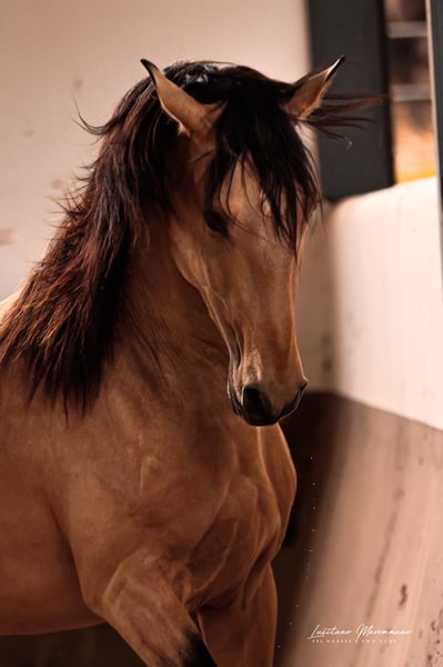 lusitanien etalon 4ans 155 cm isabelle working equitation horses chevaux de dressage vila vicosa 154f9ac8 29be 44cd ab21 98540f384700