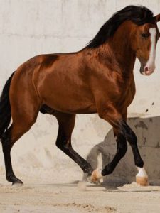Cheval brun Lusitanien devant mur blanc