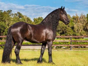Cheval Lusitanien brun foncé debout