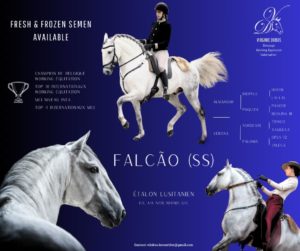 Falcao SS 3