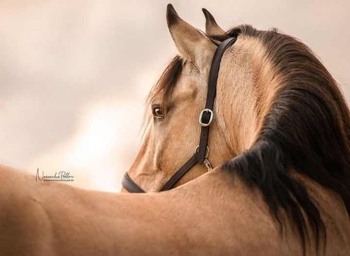 Identification d'un cheval lusitanien