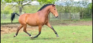 Cheval bai avec une crinière et une queue noires, trottant librement dans une vaste prairie verdoyante. Le cheval porte une petite marque blanche sur le front. En arrière-plan, on aperçoit une clôture en bois, une ligne d'arbres et des éoliennes sous un ciel nuageux.