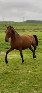 Cheval bai avec une crinière et une queue noires, trottant librement dans une vaste prairie verdoyante. Le cheval porte une petite marque blanche sur le front. En arrière-plan, on aperçoit une clôture en bois, une ligne d'arbres et des éoliennes sous un ciel nuageux.Découvrez Que Zara II, un superbe cheval bai trottant en liberté dans de vastes pâturages. Appréciez la grâce, la vitalité et l'élégance de ce cheval évoluant dans un magnifique environnement naturel et verdoyant.