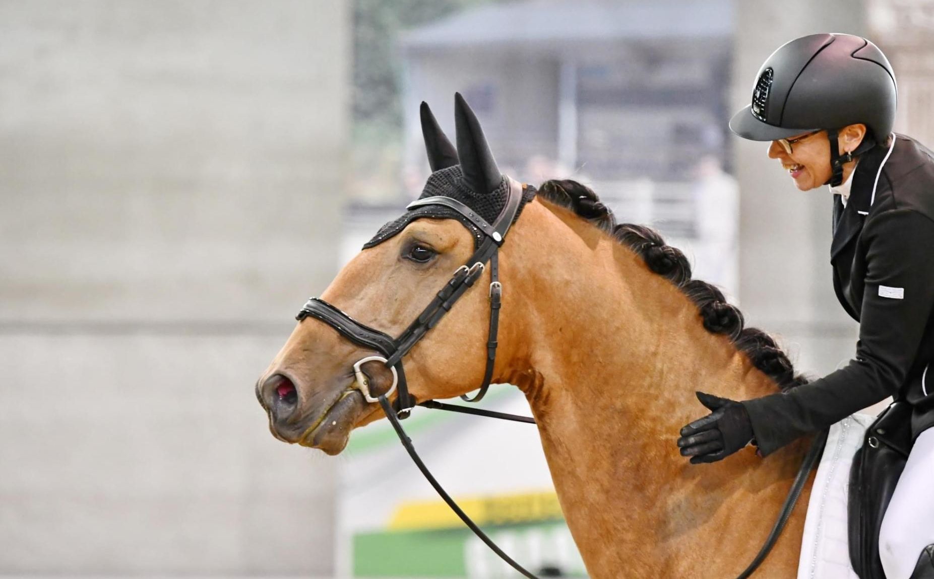 Portrait rapproché d'un cheval Lusitanien, Querubim, lors d'une compétition de dressage. La cavalière porte une bombe noire et sourit. La crinière du cheval est nattée en pions et il porte un bonnet anti-mouches noir.