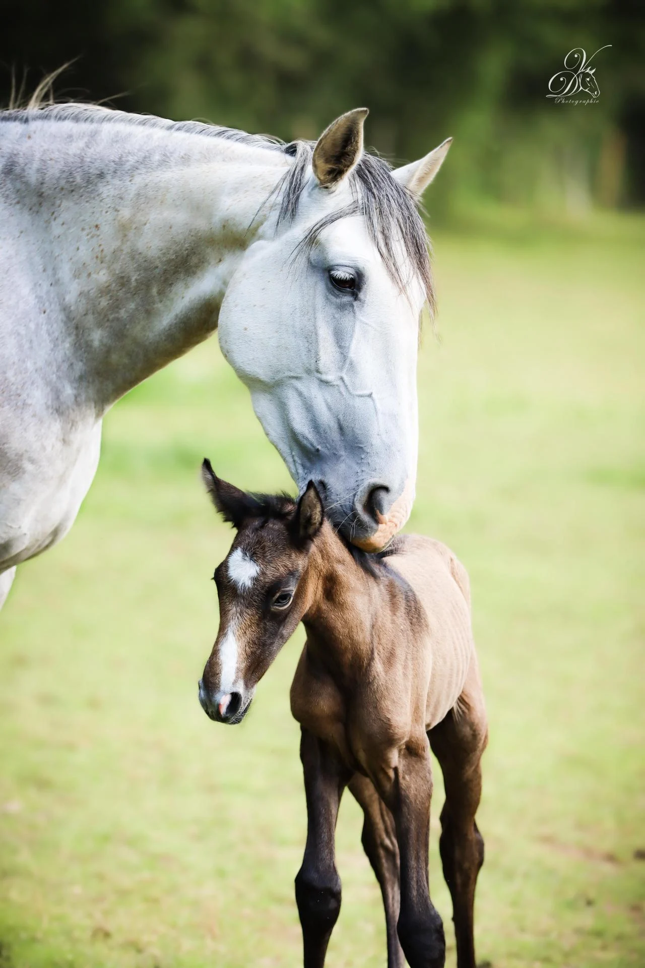 Jument Lusitanienne grise protégeant son poulain dans un pré, illustrant le lien maternel et l'élevage de chevaux Lusitaniens.