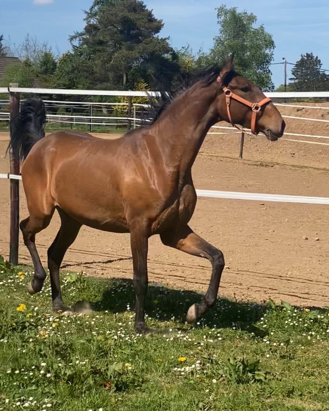 Cheval bai avec une crinière noire, trottant dynamiquement sur une herbe parsemée de petites fleurs blanches et jaunes. Le cheval porte un licol marron clair et évolue devant une piste en sable bordée d'une clôture blanche, sous un ciel bleu dégagé.