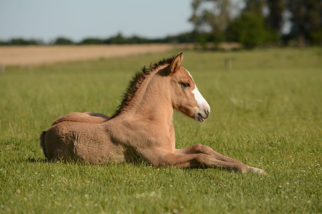 Déclaration de naissance d'un poulain de race lusitanienne