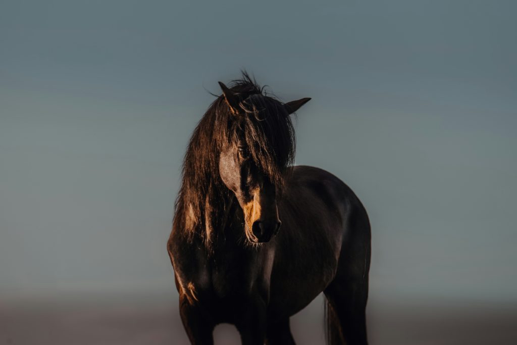 Identification des équidés 1 lara baeriswyl kW7uFe2ds34 unsplash