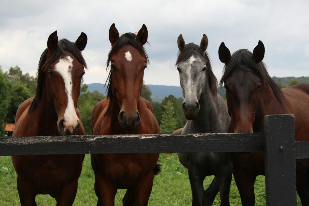 Devenez membre de l'ABEL et faites partie de la communauté belge des amateurs de chevaux lusitaniens